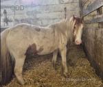 12hh Mare in Foal