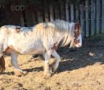 12hh Mare in Foal
