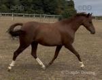 12.2hh SPSS Mare