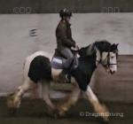 3 year old gelding ride and drive. By a horse called Blue WKD and out of a 14.2hh heavy cob mare. Good to box, clip, shoe and in traffic. 3 year old gelding ride and drive. By a horse called Blue WKD and out of a 14.2hh heavy cob mare. Good to box, clip, shoe and in traffic.