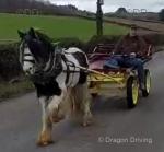 Ride and Drive Gelding 