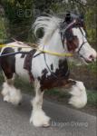 14.1hh Driving Mare