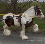 14.1hh Driving Mare