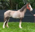 Strawberry, 14.3hh Ride and Drive Mare