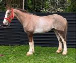 Strawberry, 14.3hh Ride and Drive Mare