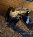 Her name is Sugar, she's lovely pony, she's good with kids, dogs. You can muck her out with her in the stable. 