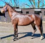 Siennas Firefly, here I have a lovely full bred 6 year old ride and drive bay yank mare. 