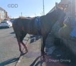 Siennas Firefly, 15.2hh Ride and Drive Mare with Cart and Harness