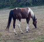 14hh Ride and Drive Mare