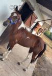 14hh Ride and Drive Mare