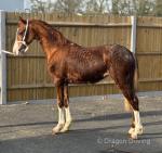 Perfleet Fancy Nancy, Filly