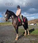 Welsh Section D Gelding 