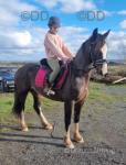 Welsh Section D Gelding 