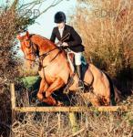 Ginger, 15.2hh Thoroughbred Riding Gelding 