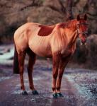 Ginger, 15.2hh Thoroughbred Riding Gelding 
