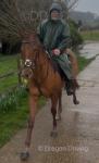 Ginger, 15.2hh Thoroughbred Riding Gelding 