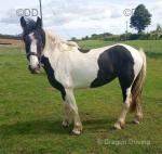 16.2hh Shire x Mare