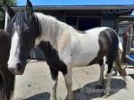 16.2hh Shire x Mare