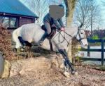 16.2hh Shire x Mare