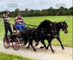 Bradley and Corey, 12hh Driving Geldings  