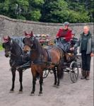 Bradley and Corey, 12hh Driving Geldings  