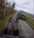 Bradley and Corey, 12hh Driving Geldings  