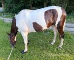 16hh Gelding with Carts and Harness
