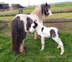 11.2hh Mare with Colt Foal at Foot