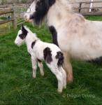 11.2hh Mare with Colt Foal at Foot