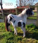 11.2hh Mare with Colt Foal at Foot