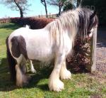 11.2hh Mare with Colt Foal at Foot