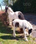 11.2hh Mare with Colt Foal at Foot