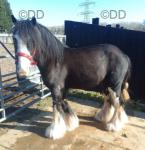 Prince, Ride and Drive Colt