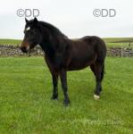 14.2hh Welsh Section D Mare