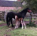 14.2hh Welsh Section D Mare