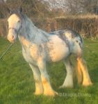 Silverstones Splashed Prince, Colt