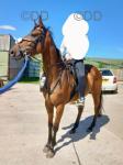 15.2hh Thoroughbred Riding Gelding 