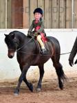 11.3hh Dartmorr Riding Gelding 