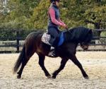 11.3hh Dartmorr Riding Gelding 