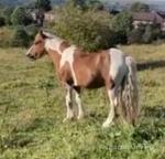 12.3hh Gelding