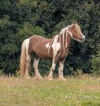 12.3hh Gelding