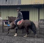 Swansmoor Teleri, 13.2hh Welsh Section C Riding Mare