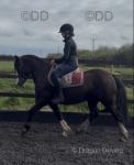 Swansmoor Teleri, 13.2hh Welsh Section C Riding Mare