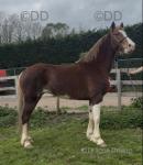 15hh Ride and Drive Mare