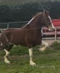 15hh Ride and Drive Mare