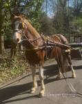 15hh Ride and Drive Mare