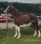 15hh Ride and Drive Mare
