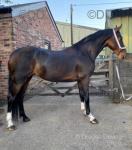 Thorndon Park Elegance, 15hh Hackney Mare