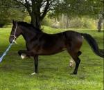 Thorndon Park Elegance, 15hh Hackney Mare