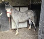 Cookie, Welsh Section A Yearling Colt